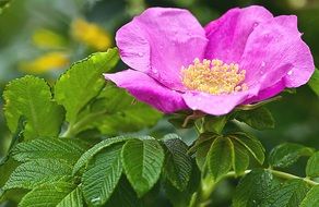 pink dog rose bush after rain