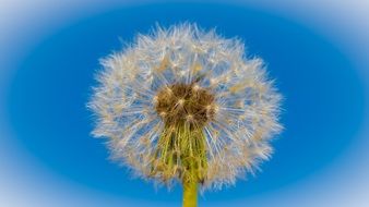 dandelion with white seeds on a blue background