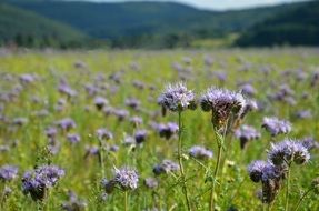 Phacelia flowers on a field