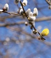 willow branch with soft buds