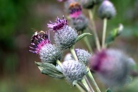 purple flowers of wild thistle close-up
