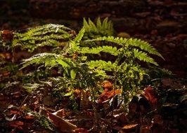 fern among dry forest foliage