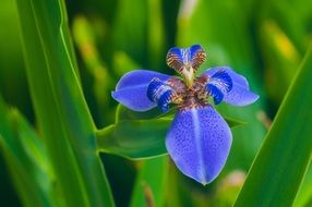 wonderful Iris Flower close-up on blurred background