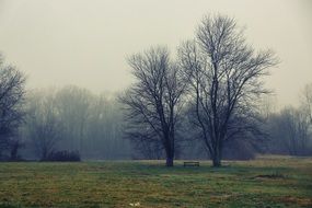 Landscape with the trees and field