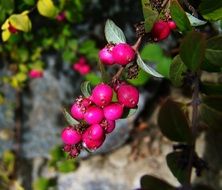 Autumn Berries close-up on blurred background