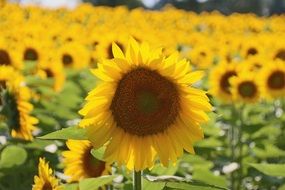 most beautiful Sunflower Flower