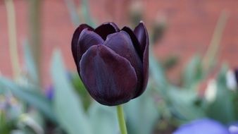Closeup photo of Beauty Tulip Flower