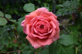 pink rose on a stalk closeup
