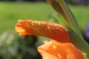 raindrops on orange gladiolus