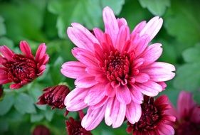 pink chrysanthemums