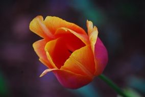 Orange half open Tulip close up