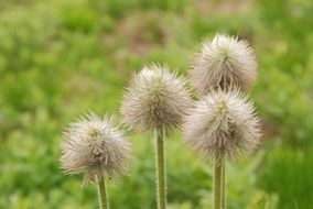 flower with fluff in nature