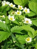 Strawberries Blooms close-up