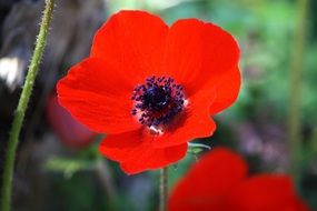 Red Anemone Flower bloom
