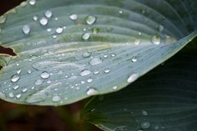 drops of dew on a green leaf in the garden