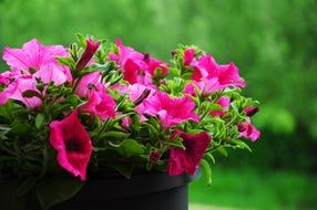 bright pink flowers in a black flower pot