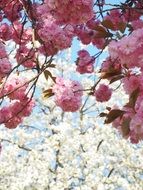 wonderful cherry tree blossoming