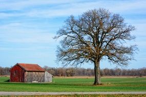 tree near a wooden barn