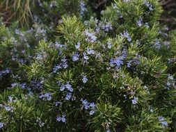 flowering rosemary