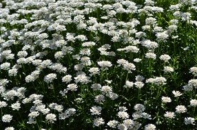 meadow with white wildflowers