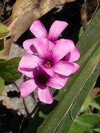 Pink oxalis flowers in nature
