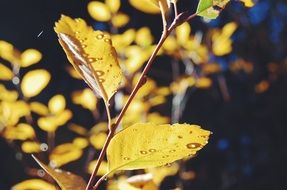 picturesque Autumn Leaves