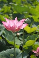 pink lotus flowe in the morning