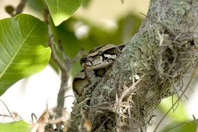 Colorful camouflaged python on the tree with green leaves