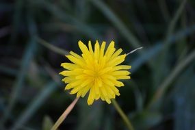 Beautiful yellow dandelion flower on a blurred background with grass