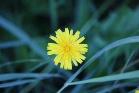 yellow pointed flower in the grass