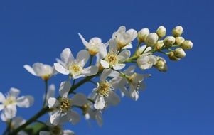 white bloom of a apple tree against a bright blue sky