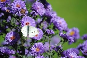 White butterfly on purple flowers nature