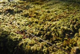 forest floor, green moss in the sunlight