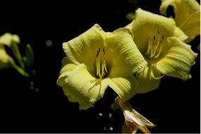 yellow lilies with long pistils