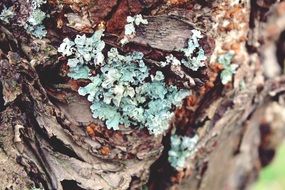 turquoise lichen on a tree close-up