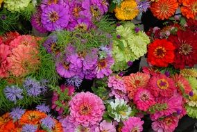 lush colourful gerber daisies