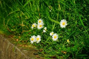 white daisies among high green grass