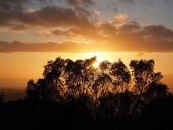 bright sunshine through tree silhouettes