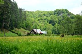 Cottage Forest Meadow Poland