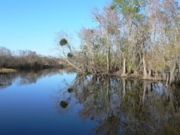 Landscape with the river and forest in Florida