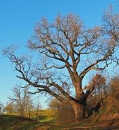 giant 650 Years Old Oak at Evening