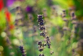 macro photo of nice Lavender Flowers