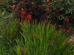 garden montbretia with red flowers