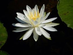 Water Lilly in a pond