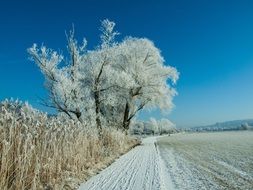 snowy trees amidst a sunny winter landscape