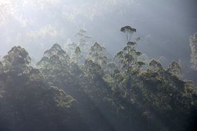 Fog on the trees in the forest