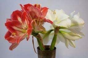 red and white amaryllis flowers