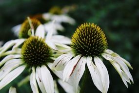 garden flowers blossomed