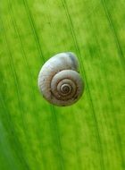 tiny snail on the plant leaf