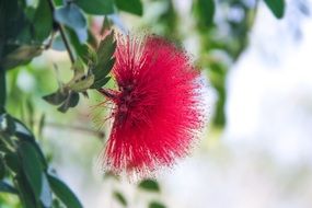 Flowers Beautiful Red